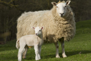 Sheep and Lamb